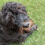 Un Rottle regardant vers la caméra et portant un collier autour du cou