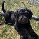 Un Rottle allongé sur un terrain herbeux et regardant vers la caméra 