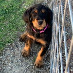 Un Rottle regardant vers la caméra et portant un collier autour du cou