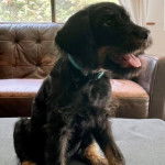 Un Rottle tirant la langue et portant un collier autour du cou