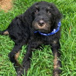 Un Rottle allongé sur un terrain herbeux et portant un foulard autour du cou