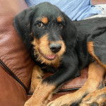 Un Rottle allongé sur un canapé et portant un collier autour du cou