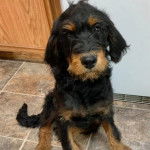 Un Rottle assis sur un sol carrelé et regardant vers la caméra 