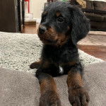 Un Rottle allongé et semblant détendu 