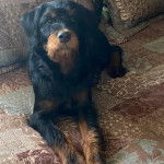 Un Rottle allongé sur un lit et semblant détendu