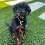 Un Rottle assis sur une surface gazonnée et qui est tenu en laisse 