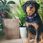 Un Rottle assis sur un sol carrelé et portant un collier autour du cou