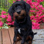 Un Rottle assis sur un plancher et portant un collier autour du cou