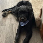 Un Rottle allongé sur un plancher et portant un foulard autour du cou