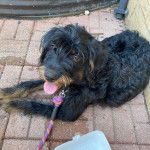 Un Rottle allongé sur un sol pavé et qui est tenu en laisse 