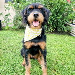 Un Rottle tirant la langue et portant un foulard autour du cou