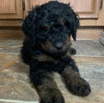 Un Rottle allongé sur un sol carrelé et semblant détendu