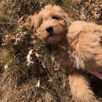 Un Rottle allongé sur le dos sur un terrain herbeux 