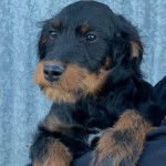 Un Rottle dans les bras de son maître