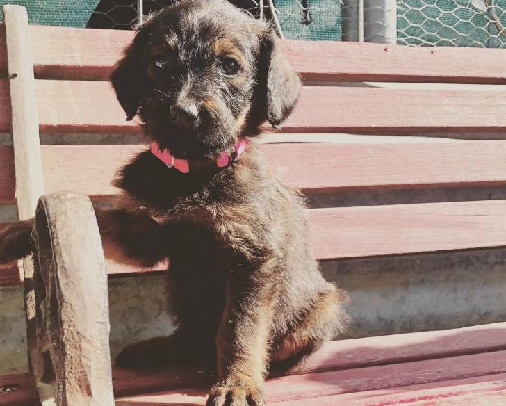 Un Rottle assis sur un banc et portant un collier autour du cou