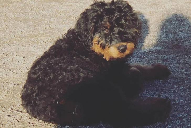 Un Rottle allongé sur une surface rocailleuse et regardant vers la caméra