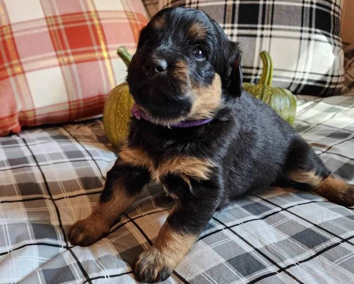 Un Rottle allongé sur un lit et semblant détendu