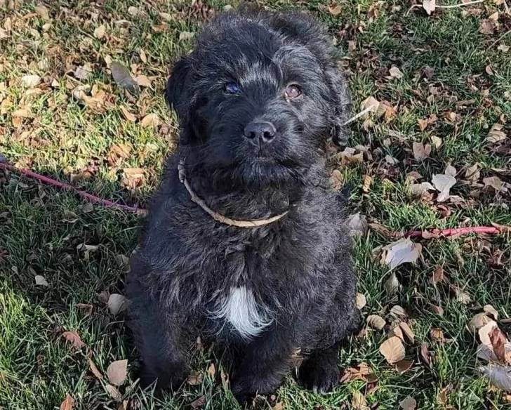 Un Rottle assis sur un terrain herbeux et qui est tenu en laisse 