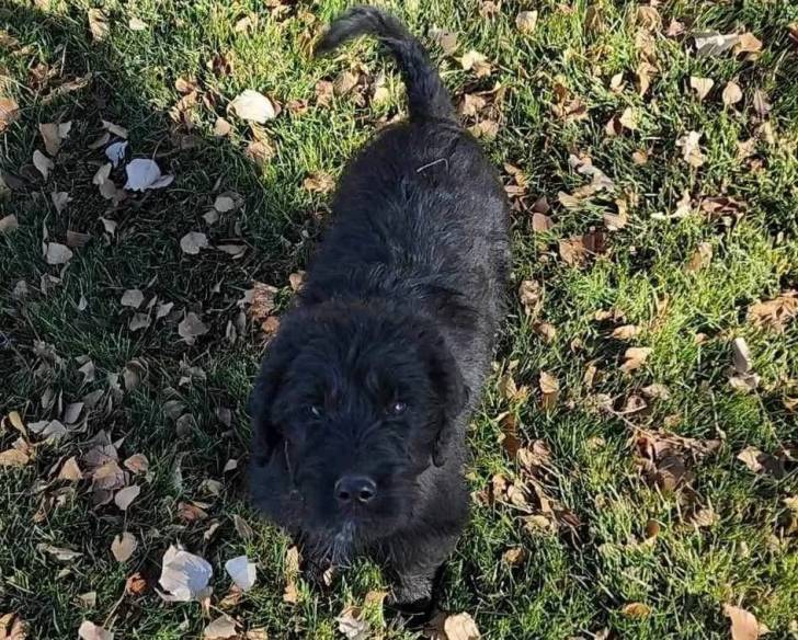 Un Rottle sur un terrain herbeux et regardant vers la caméra 