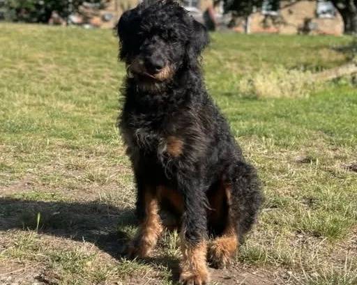 Un Rottle assis sur un terrain herbeux et regardant vers la caméra 