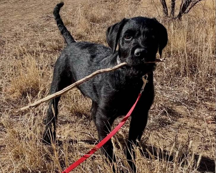 Un Rottle ayant un bâton dans sa gueule et qui est tenu en laisse 