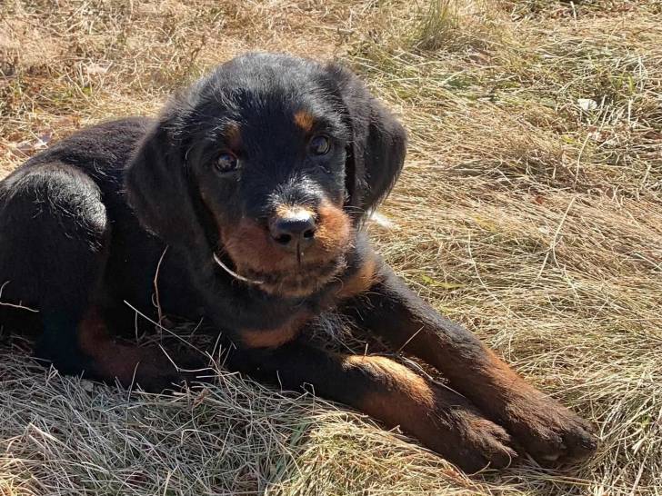 Un Rottle allongé sur un terrain herbeux et regardant vers la caméra