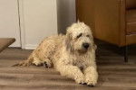 Un Saint Berdoodle allongé sur un plancher et semblant détendu 