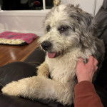 Un Saint Berdoodle tirant la lange et semblant se faire caresser par une personne 