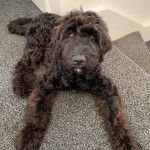 Un Saint Berdoodle allongé sur une moquette et regardant vers la caméra 