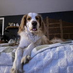 Un Saint Berdoodle allongé sur un lit et tirant la langue 