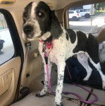 Un Saint Berdoodle dans le coffre d'une voiture et qui est tenu en laisse 