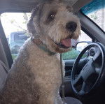 Un Saint Berdoodle tirant la langue et qui est tenu en laisse 