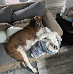 Un Saint Berdoodle allongé sur un canapé et regardant vers la caméra 