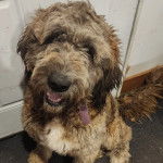 Un Saint Berdoodle assis sur une moquette et portant un collier autour du cou