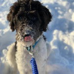 Un Saint Berdoodle assis sur une surface enneigée et qui est tenu en laisse