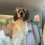 Un Saint Berdoodle assis sur la banquette arrière d'une voiture et tirant la langue 