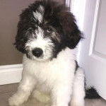 Un Saint Berdoodle assis et semblant détendu 