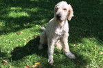 Un Saint Berdoodle assis sur un terrain herbeux et semblant détendu 