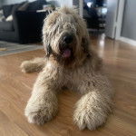 Un Saint Berdoodle allongé sur un plancher et tirant la langue 