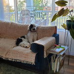 Un Saint Berdoodle assis sur un canapé et portant un collier autour du cou