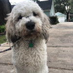 Un Saint Berdoodle sur une surface bétonnée et qui est tenu en laisse 