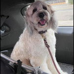 Un Saint Berdoodle assis dans le coffre d'une voiture et qui est tenu en laisse 