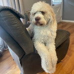 Un Saint Berdoodle allongé sur un fauteuil et semblant détendu 