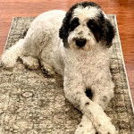 Un Saint Berdoodle allongé sur un tapis et semblant détendu 