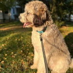 Un Saint Berdoodle assis sur un terrain herbeux et qui est tenu en laisse 