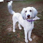 Un Saint Berdoodle sur une surface herbacée et portant un collier autour du cou