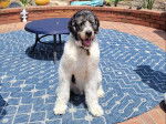 Un Saint Berdoodle assis sur un tapis et portant un collier autour du cou 