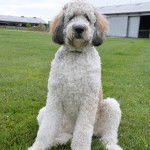 Un Saint Berdoodle assis sur un terrain herbeux et regardant vers la caméra 