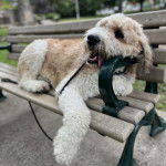 Un Saint Berdoodle allongé sur un banc et qui est tenu en laisse 