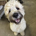 Un Saint Berdoodle assis sur une surface bétonnée et ayant la gueule ouverte 